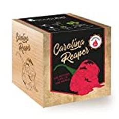 Feel Green Ecocube Chili Carolina Reaper, Schärfegrad: 10+, Scoville: 2.2 Millionen, Nachhaltige Geschenkidee (100% Eco Friendly), Grow Your Own/Anzuchtset, Pflanzen Im Holzwürfel, Made in Austria