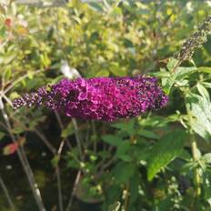 Sommerfuglebusk African Queen - Buddleja davidii African Queen