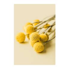 Drumstick Flowers Poster