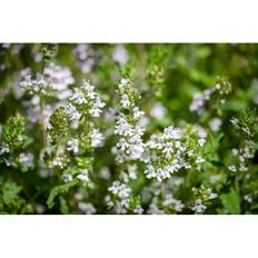 Perenn Backtimjan Albus 15-Pack