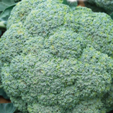 Broccoli 'Natalino' (økologisk)