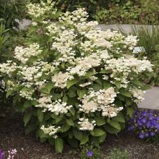 Hydrangea paniculata Dharuma, Syrénhortensia