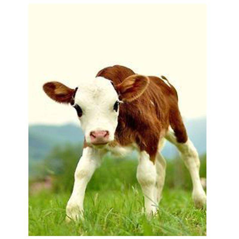 Diamond Painting Kit Cow 5D Diamond Painting Mosaic Cross-Stitch Diamond Dots Painting Mosaic