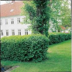 Fjeldribs 'Schmidt'