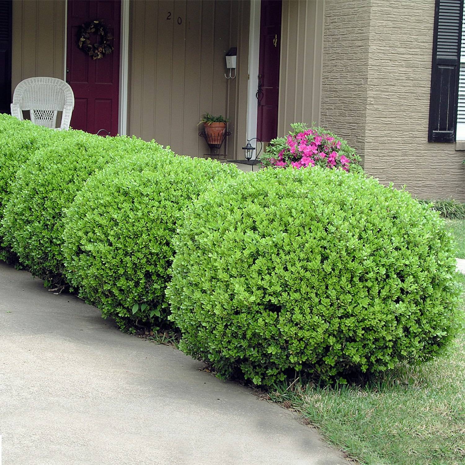 Buske Omnia Garden Buxbom Buxus Microphylla Faulkner 15-20 cm 100-pack