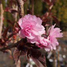Rødbladet Japansk Kirsebær 80-120 cm. - Prunus serrulata Royal Burgundy