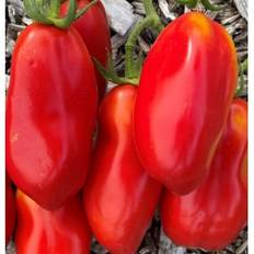 Tomat. Scatalone. Solanum lycopersicum. Frø.