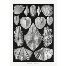 Bildreproduktion Acephala–Muscheln (1904), Ernst Haeckel, 30 × 40 cm