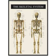 Skelettet 2 - 30x40 cm