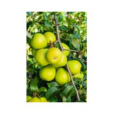 Päron OMNIA GARDEN Pyrus communis Clara Frijs inkl. uppbindningskit
