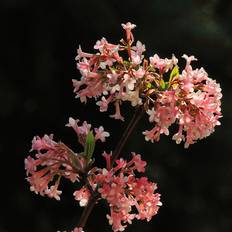 Kejserbusk (Viburnum bodnantense 'Charles Lamont') 30-50 cm