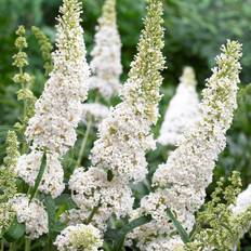 Syrénbuddleja, Fjärilsbuske (Storlek: 30-40 C3)
