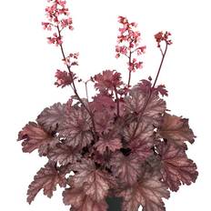 Alunrot - Heuchera hybr. Baby Bells ™ Cinnamon Glaze (Krukstorlek: C13cm)