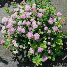 Björkspirea (Storlek: busk co)