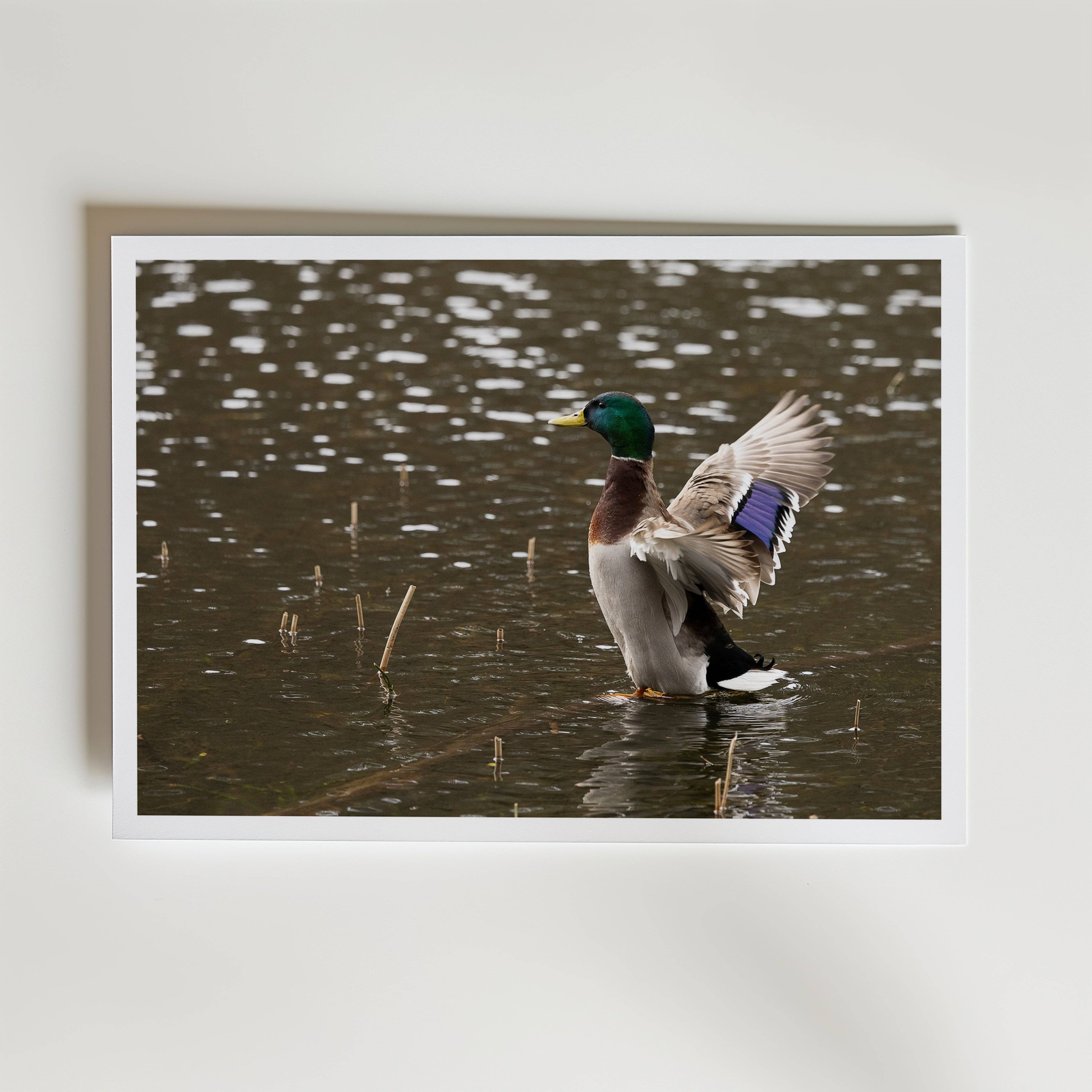 Look At Me! Poster - Fine Art Poster 13x18 cm