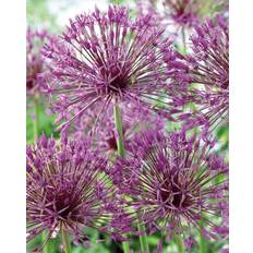 Prydløg, Allium 'Albopilosum' - 5 stk blomsterløg