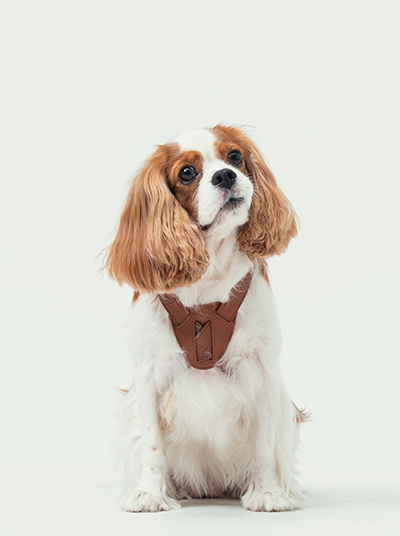 Orange Slow Pressure Dog Harness | Shock Absorbing Memory Foam | PEHOM - M (M)
