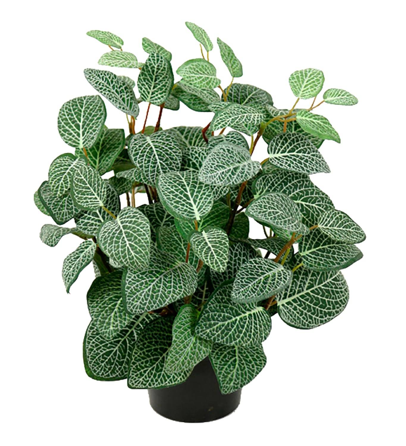 Konstväxt Fittonia
