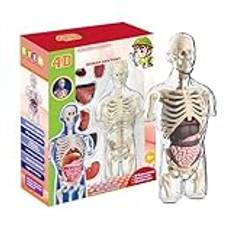 4d Human Body Model For Kids, Stem Educational Science Kit, Interactive Anatomy Model With Removable Human Torso Learning Sources Science Classroom Demonstration Tools Realistic Human Anatomy Display