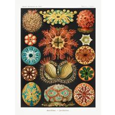 Bildreproduktion Ascidiae–Seescheiden, Ernst Haeckel, 30 × 40 cm