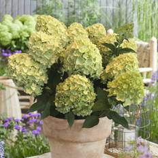 Vipphortensia (Storlek: busk C3)