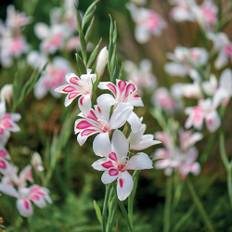 Gladiolus 'Nanus Prins Claus' - 10 løg - Hvid Gladiolus