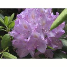 Rhododendron