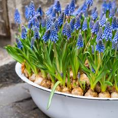 Perlehyacint, Muscari armeniacum, Ø9 cm potte