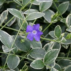 Hvidbroget Vintergrøn - Vinca minor Argenteovariegata