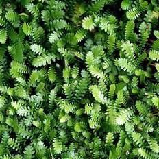 Trædebregne (Leptinella-Cotula 'Minima')