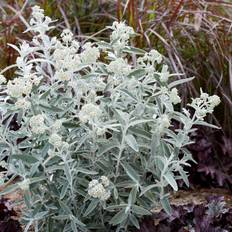 Syrénbuddleja, Fjärilsbuske - Buddleja davidii Silver Anniversary ® (Morning Mist ®) (Storlek: busk C3)
