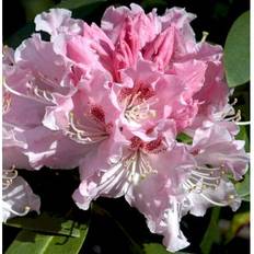 'Albert Schweitzer'