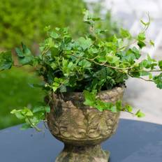 Efeu - vinterhårfør, Hedera Hibernica Hestor, Ø11 cm potte