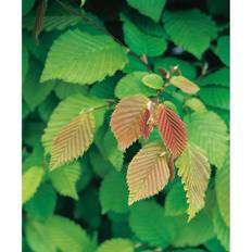 Häck Avenbok 60-100Cm 100-Pack Barrot