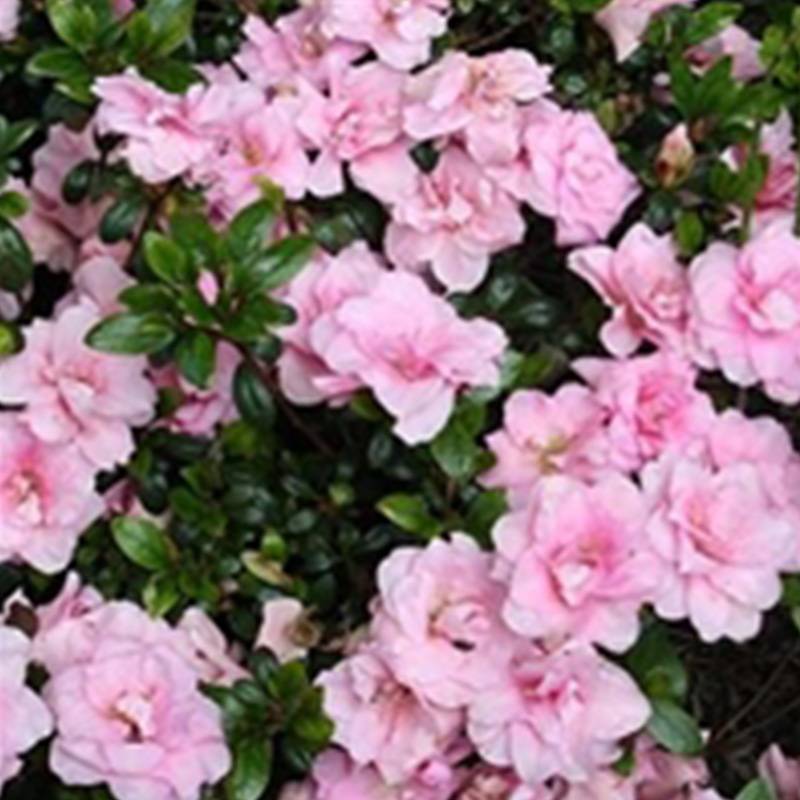 Rhododendron Jap. (Rhododendron 'Scotian Rosebud') 20 - 25cm