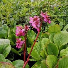 Kæmpestenbræk Herbstblüte - Bergenia cordifolia Herbstblüte