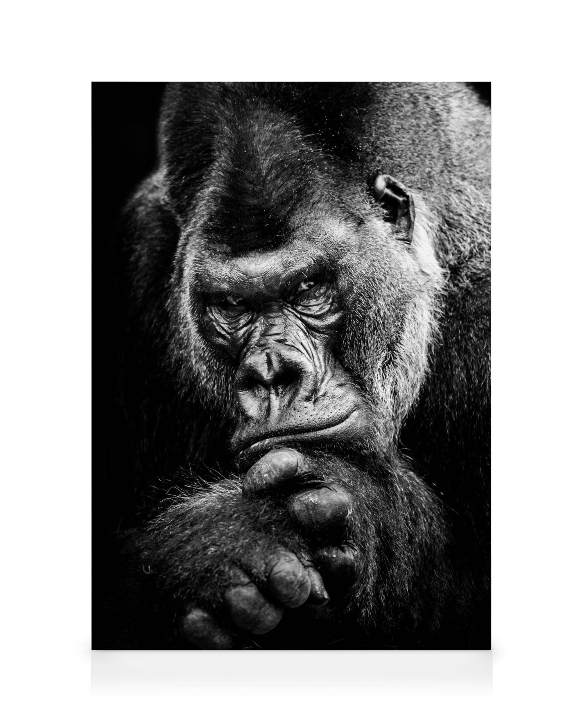 Canvastavlor Gorilla Canvastavla (50x70 cm)