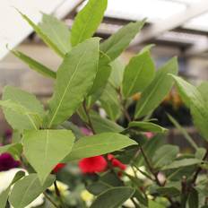 Ægte Laurbær (Laurus nobilis) 80-100 cm