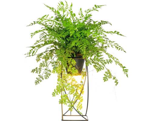 Lampa ormbunksmix 60cm grön