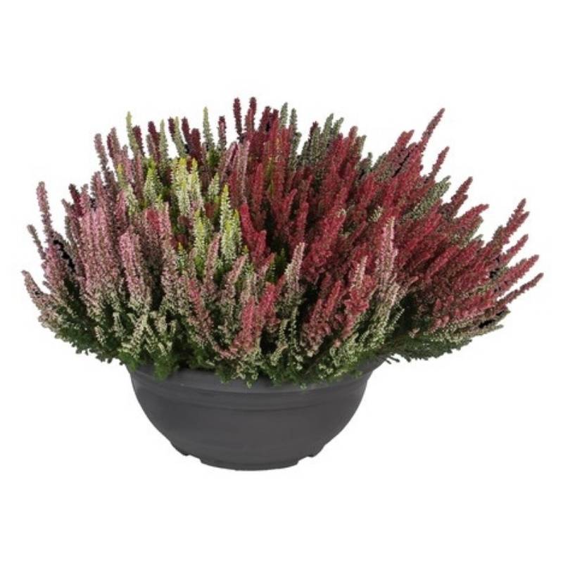 Efterårslyng, Calluna High Five, Ø23 cm (På lager i butik)
