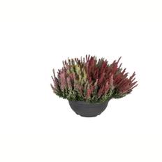 Efterårslyng, Calluna High Five, Ø23 cm (På lager i butik)
