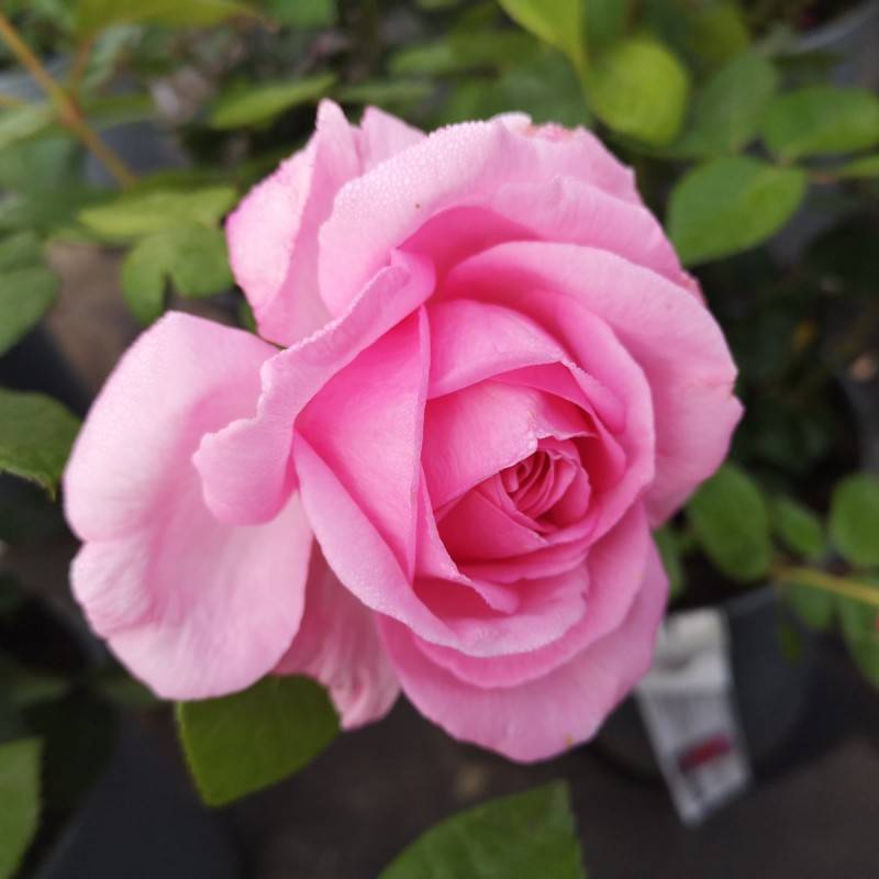 Rose Ghita Renaissance - Renaissance Rose / Barrods.