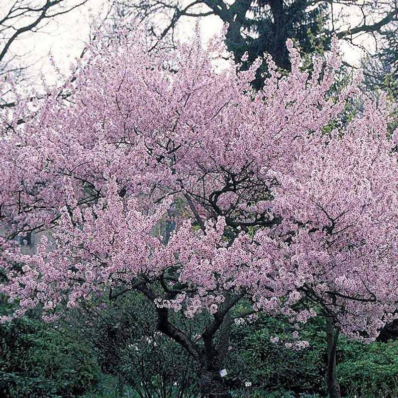 Oktoberkirsebær (Prunus s. 'Autumnalis Rosea') 60-90 cm flerstammet