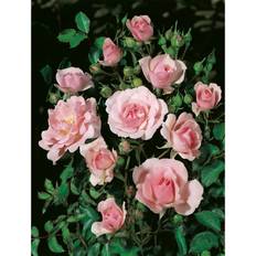 Buskros Bonica Barrot Rosa
