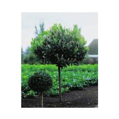 Lagerhägg OMNIA GARDEN Prunus laurocerasus Mano