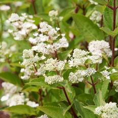 Hydrangea paniculata Early Harry , Syrenhortensia