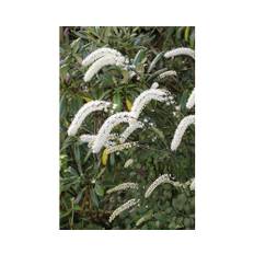 Höstsilverax OMNIA GARDEN Actaea simplex 'Brunette' 2-pack