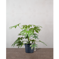 Broget Fatsia, Fatsia japonica 'Variegata' - 40-60 cm