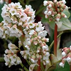 Kæmpestenbræk (Bergenia hybrid 'Bressingham White')