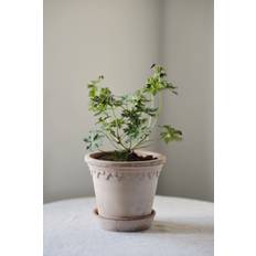 Bergs Potter Copenhagen Pot Raw Rosa | 21 cm.